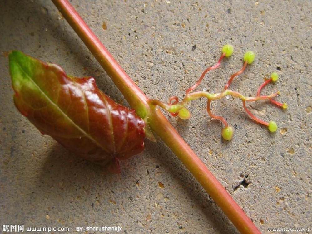 爬山虎的脚自述